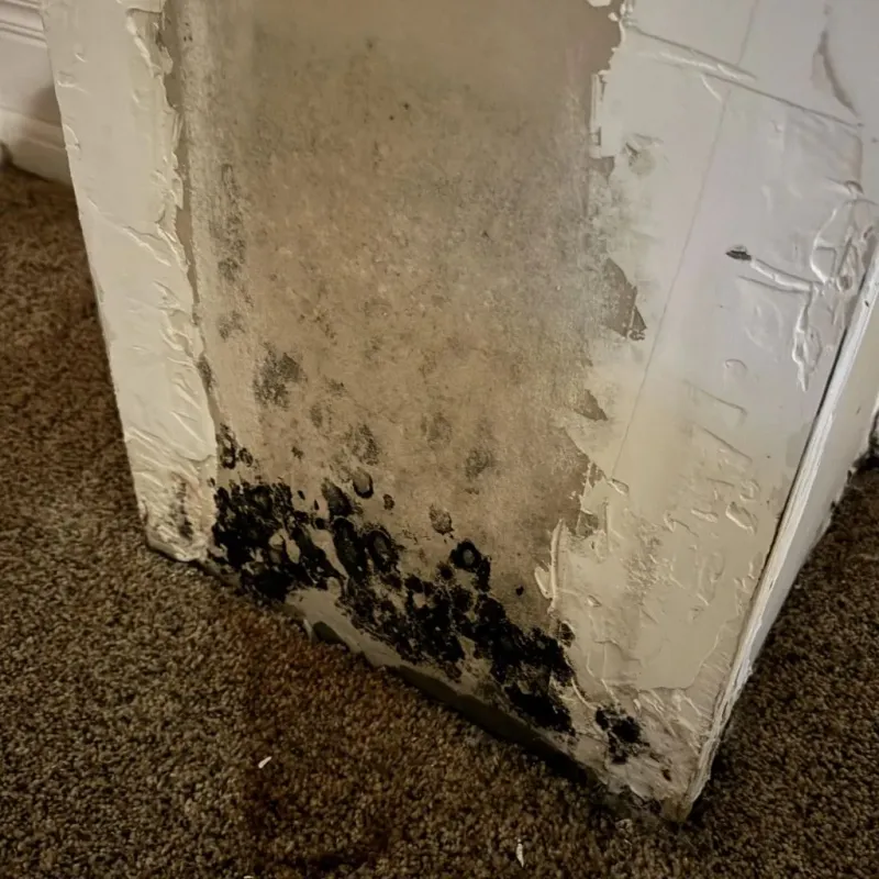 Professional Mold Removal in Archer County, TX
